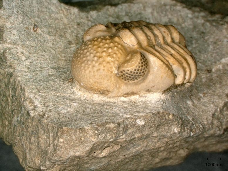 Trilobite Hyper-Eye