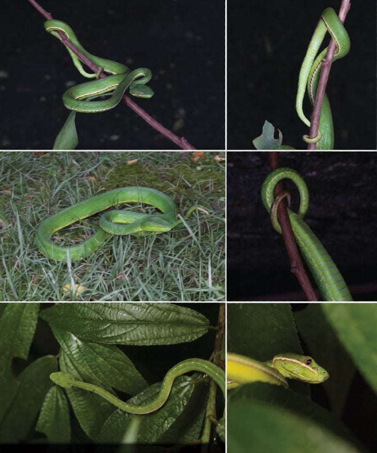 Trimeresurus Lii in Life
