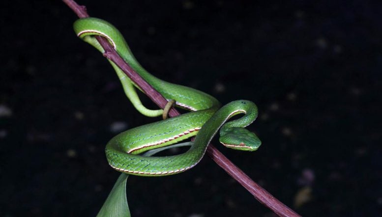 Trimeresurus lii