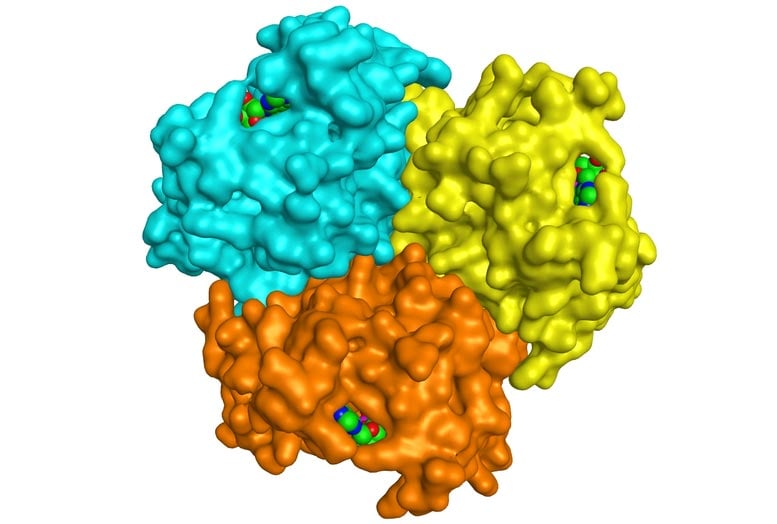 Trimeric Structure of an Ancient Enzyme From Odin Archaea