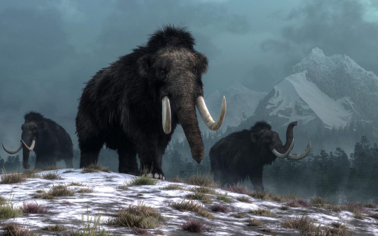 Trio of Woolly Mammoths