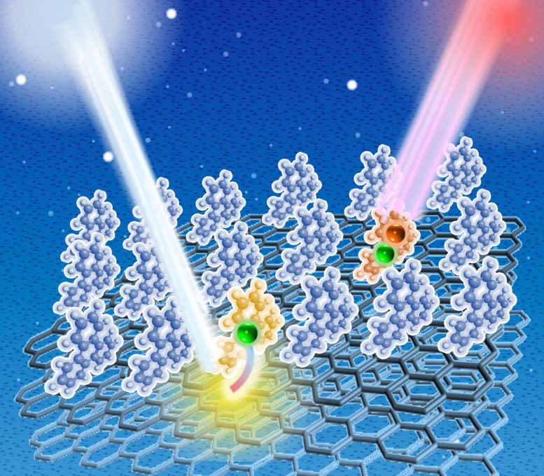 Triphenylene Molecules Adsorbed on an Upright Configuration on a Graphite Substrate