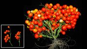Triple Determinate Mutations in Tomatoes