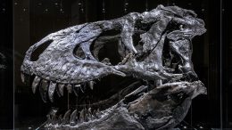 "Tristan Otto" Tyrannosaurus rex Skull