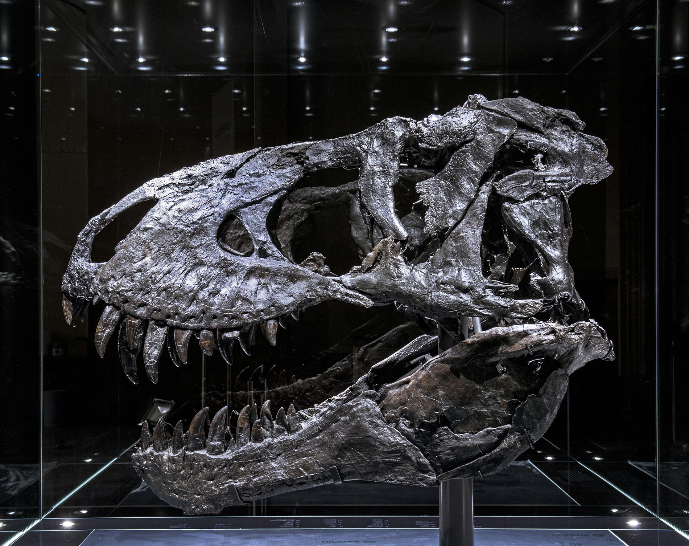 Bold Theory” That T. rex Was 3 Species Rebutted – “Tyrannosaurus rex  Remains the One True King of the Dinosaurs”