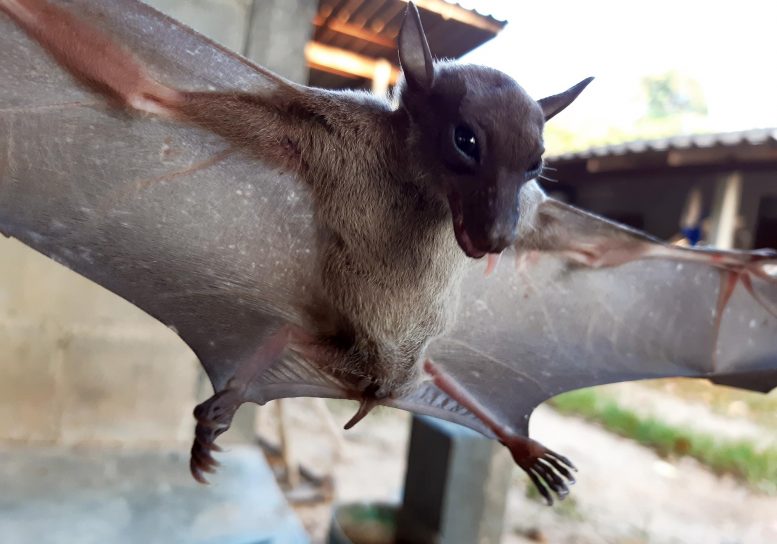 Tropical Bat Close Up