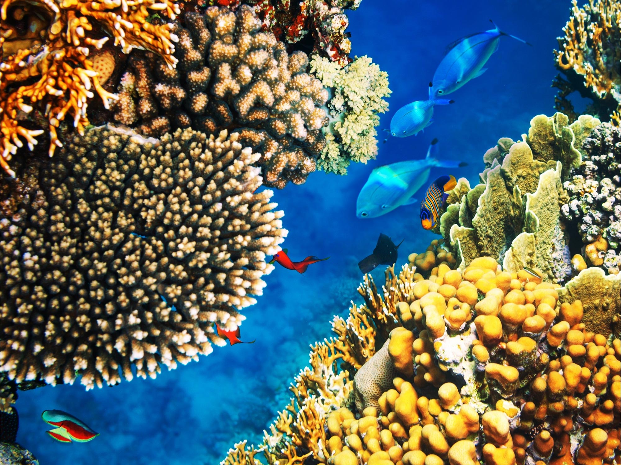Photo of Fate of Coral Reefs