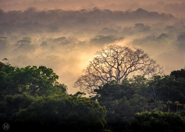 Tropical Forest Amazonian Lowlands
