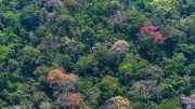 Tropical Forest Barro Colorado Island, Panama