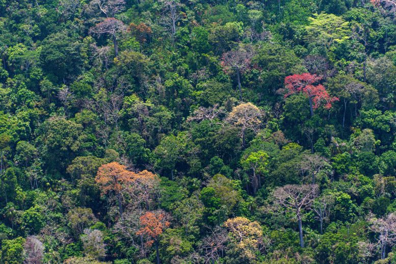 Tropical Forest Barro Colorado Island, Panama