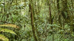 Tropical Forests Absorbing More Carbon Dioxide Than Previously Thought