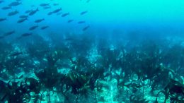 Tropical Kelp Forest Discovered in the Galapagos Islands