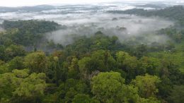 Tropical Rainforest Foggy Aerial
