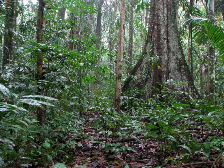 Tropical Rainforest in Peru