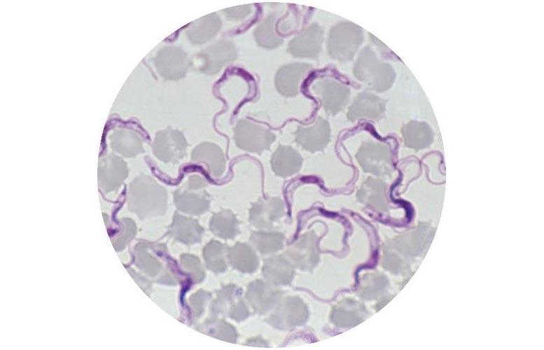 Trypanosomes