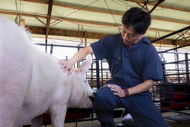 Tsungcheng TC Tsai and Swine at Savoy Research Complex