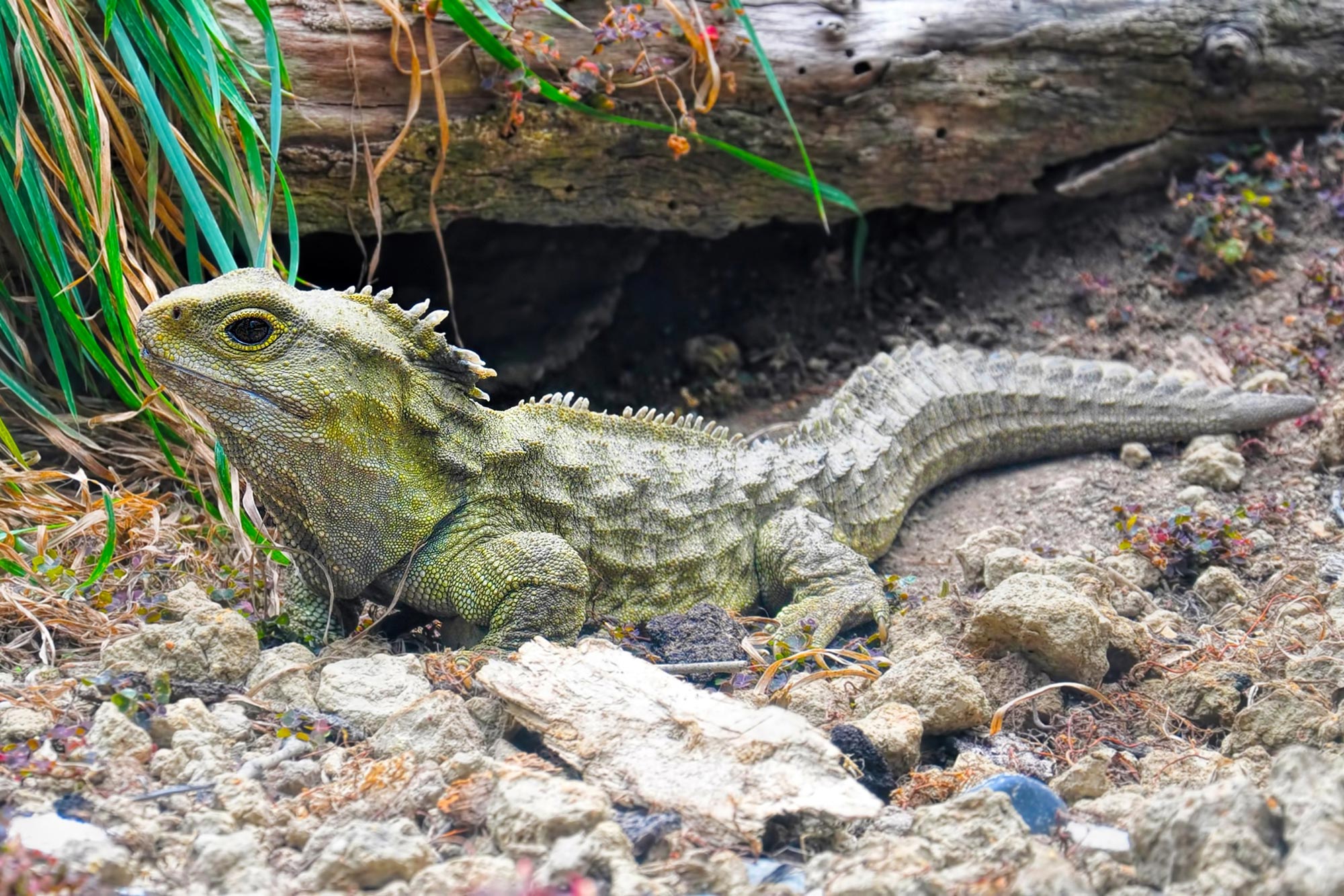 Urgent Support Needed: One in Five Reptile Species Face Extinction