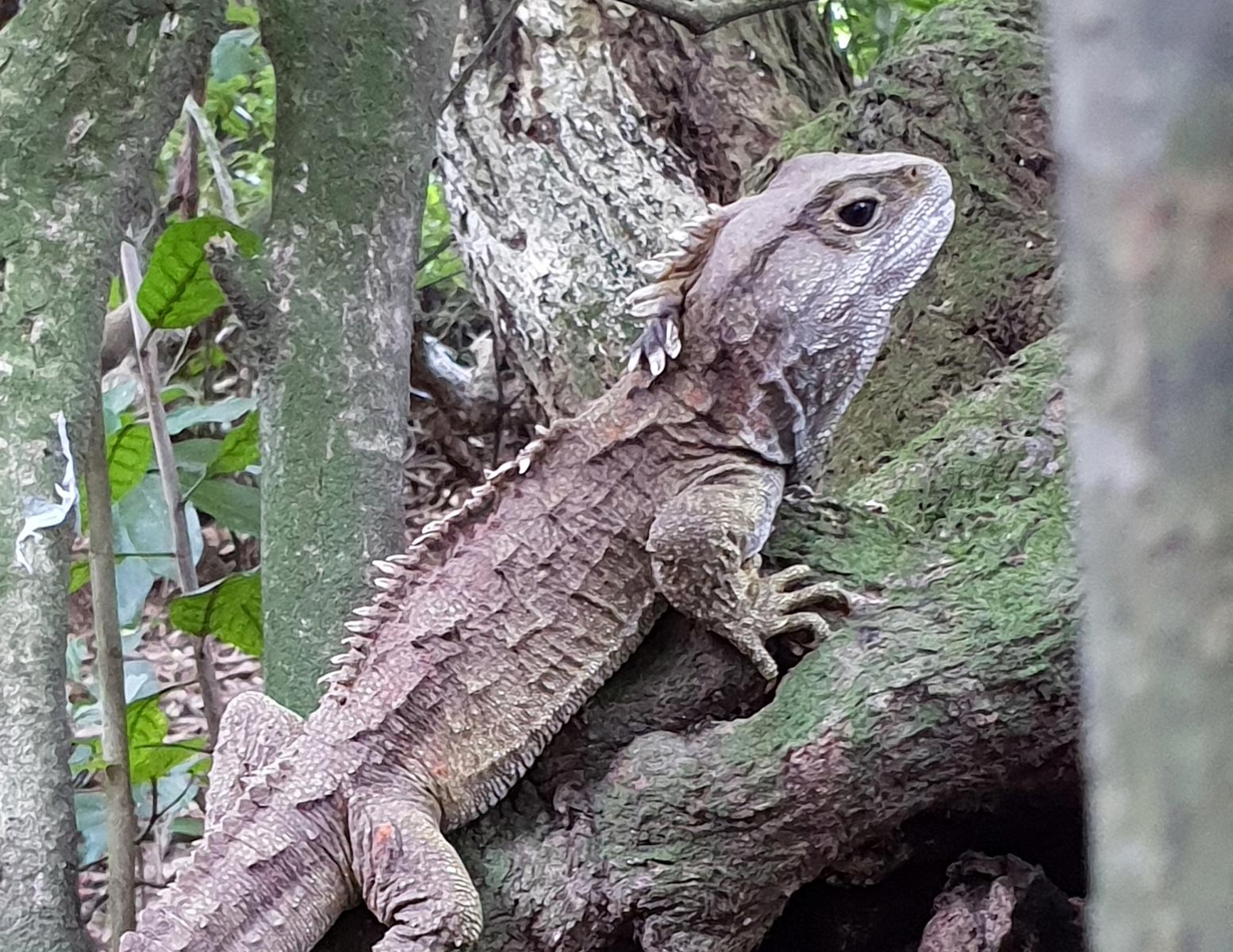 Rare Dragon DNA Sequencing the Genome of an Ancient Reptile