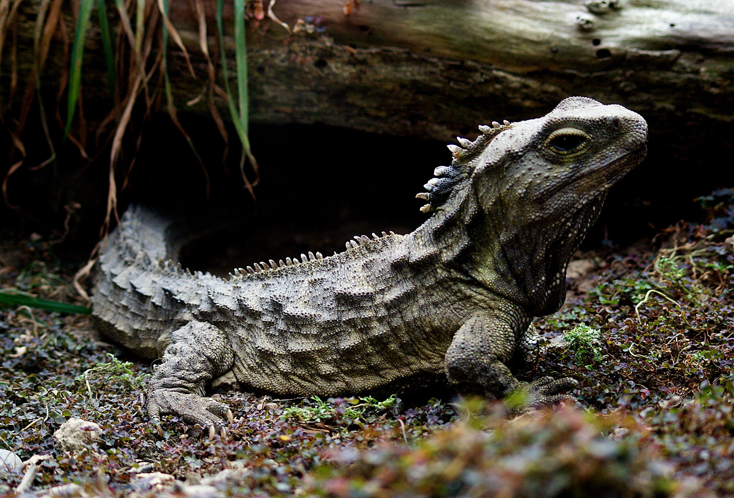 Tuatara Tuatara