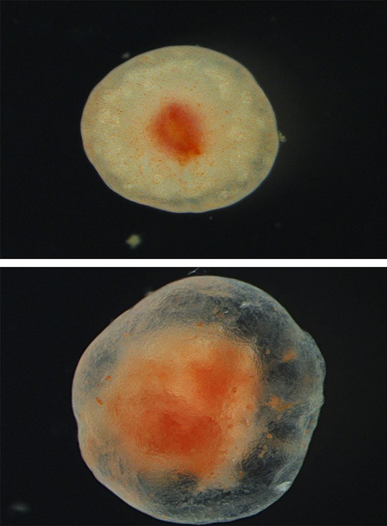 Tube Foot Tissue Healing Over Time