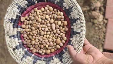 Unearthing History: Ancient Potatoes Reveal Indigenous Agricultural Genius