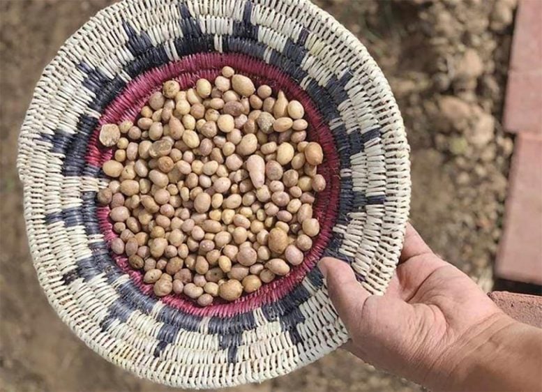 Tubers in Basket