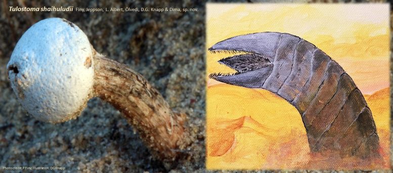 Tulostoma Shaihuludii and a ‘Shai Hulud’