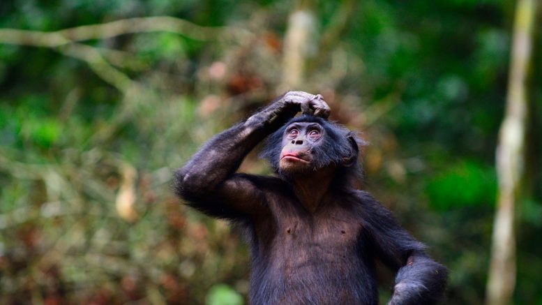 Tupac, a Young Male Bonobo