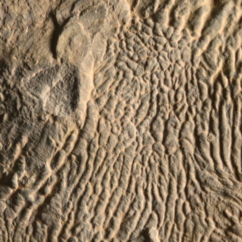 Turbidite Wrinkles