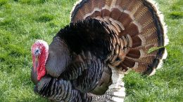 Turkey With Tail Fanned