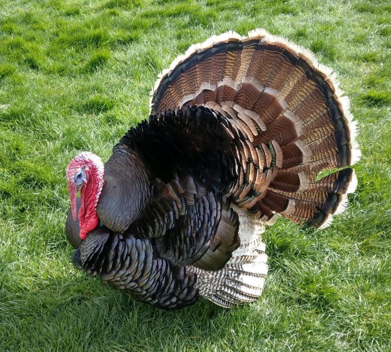 Turkey With Tail Fanned