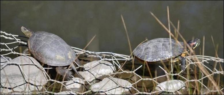 Turtles at the UC Davis Arboretum