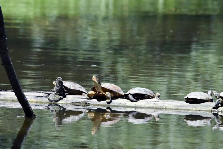 Turtles in Jewel Lake