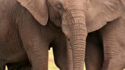 Tuskless African Elephant