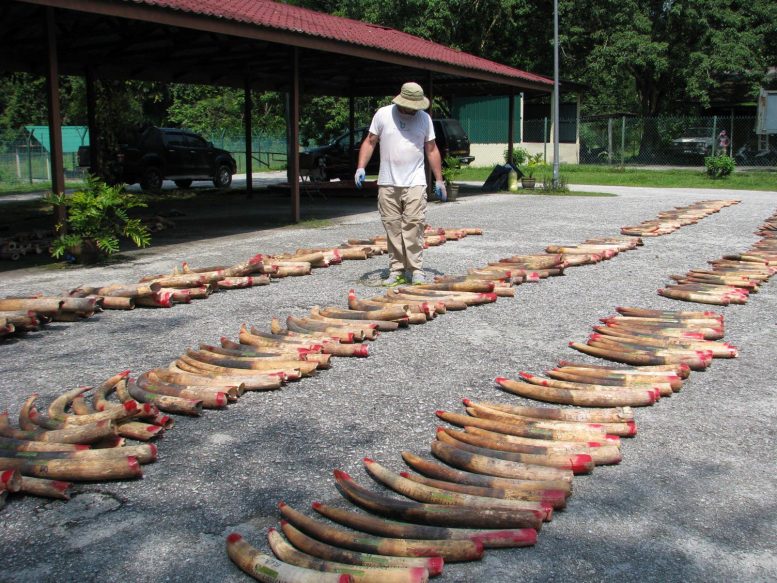 Tusks From Ivory Seizure in Malaysia
