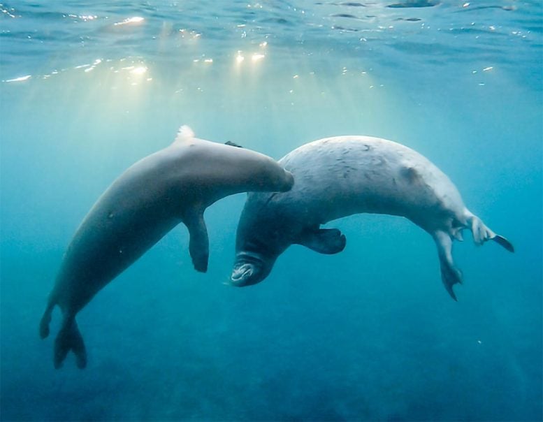 Two Adult Hawaiian Monk Seals
