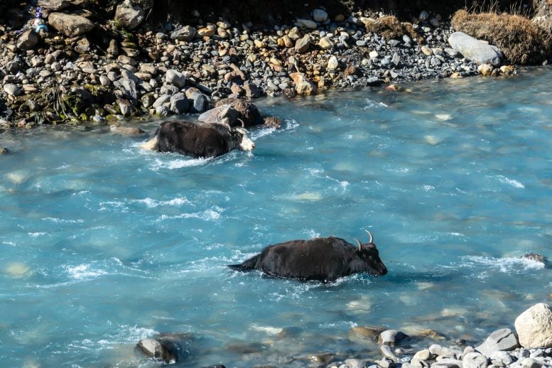 Two Black Yaks Crossing River Manang Valley Himalayas