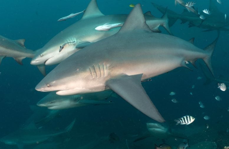 Bull Sharks Form Friendships and Choose Who They Swim With