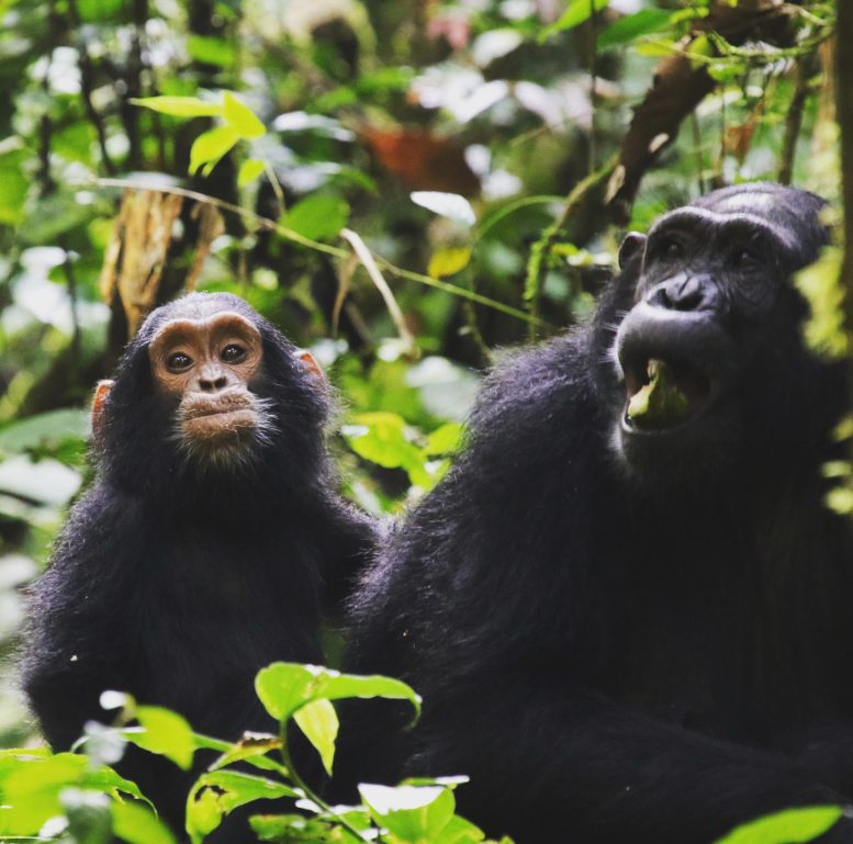 Two Chimps African Apes