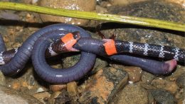 Two Coral Snakes Competing Over Amphibian Prey
