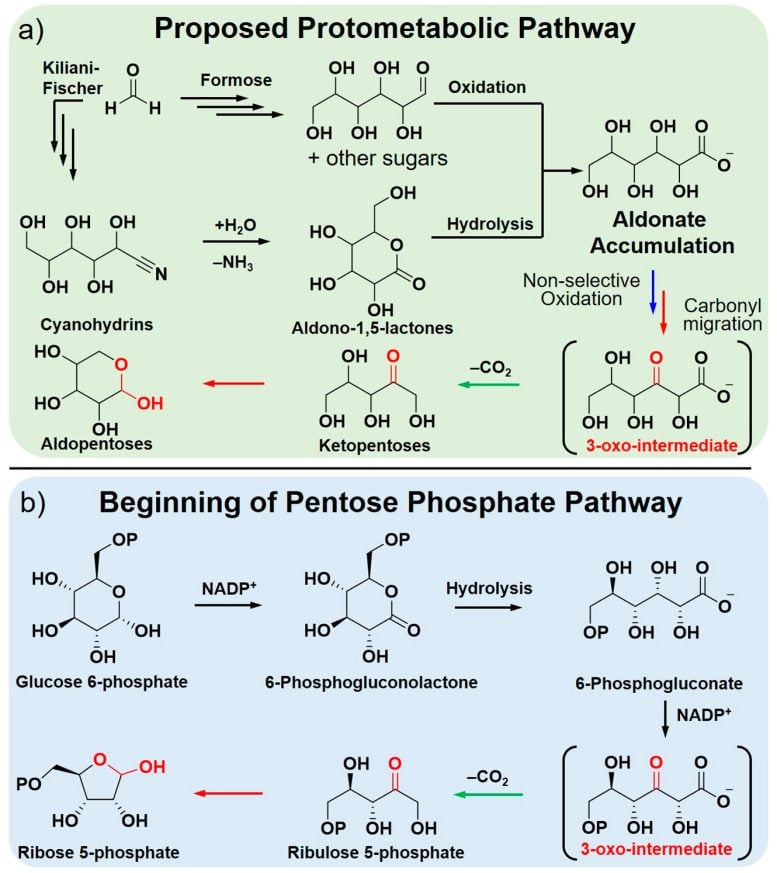 Two Different Pathways for the Synthesis of Pentoses