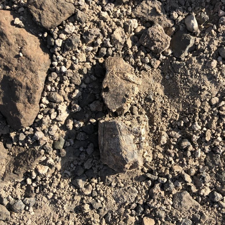Two Fragments of Newly Discovered Mandible Specimen