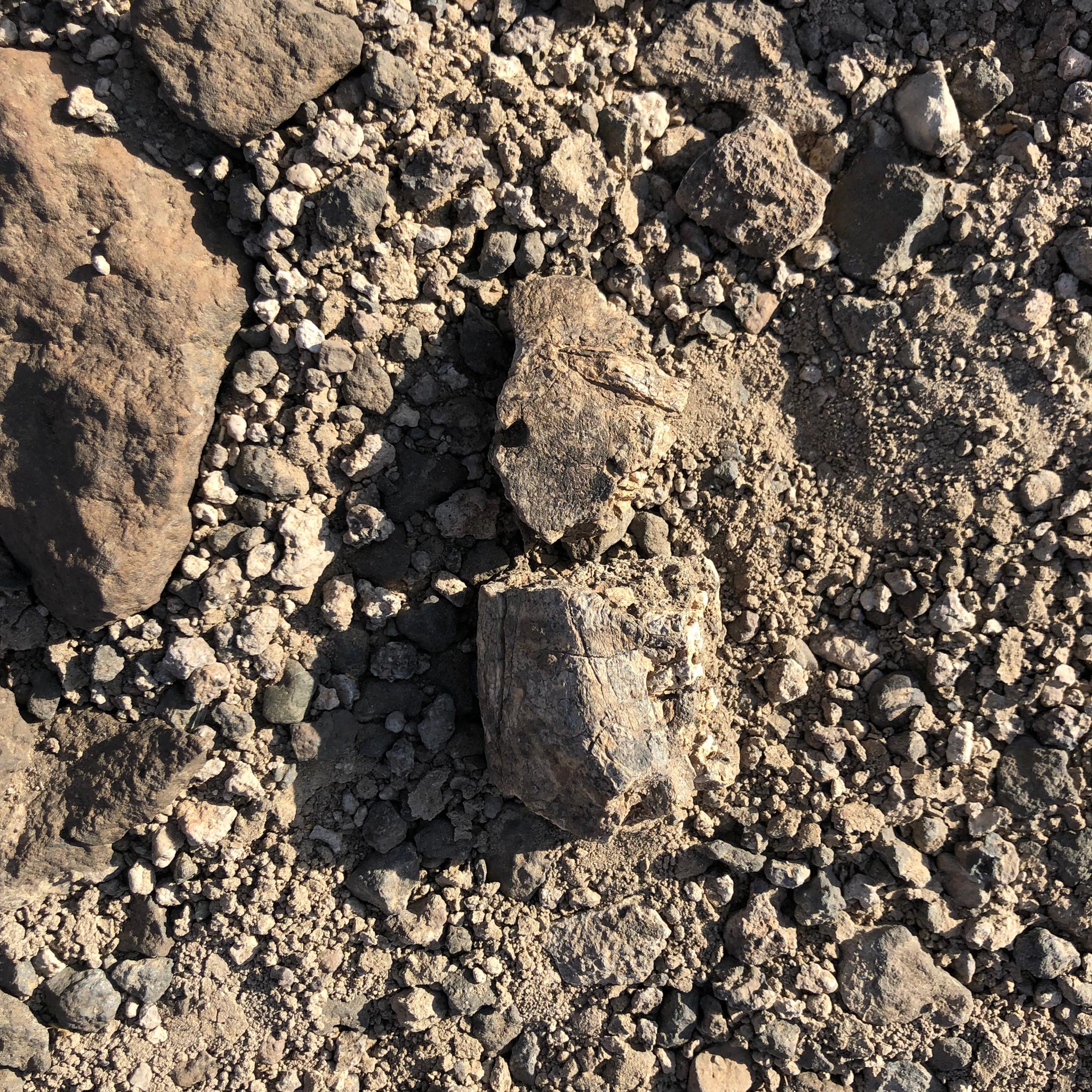 Two Fragments of Newly Discovered Mandible Specimen