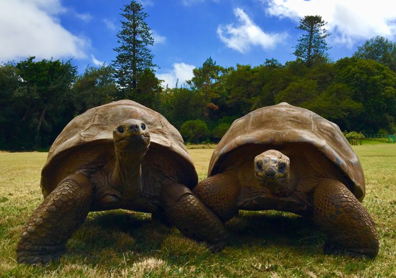 Two Giant Tortoise’s Jonathan and David Side by Side