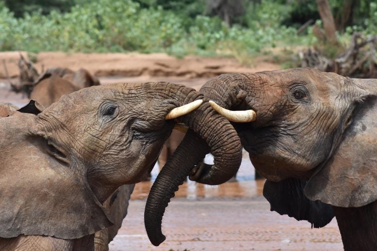 Two Juvenile Elephants