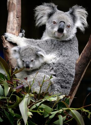 Two Koala Bears