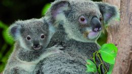 Two Koalas in a Tree