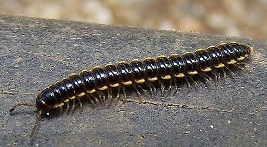 Two Millipede Species Appear To Have A Treaty