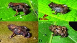 Two New Frog Species Are World’s Smallest