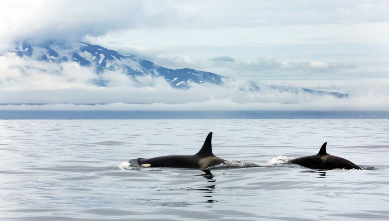 Two Orcas North Pacific